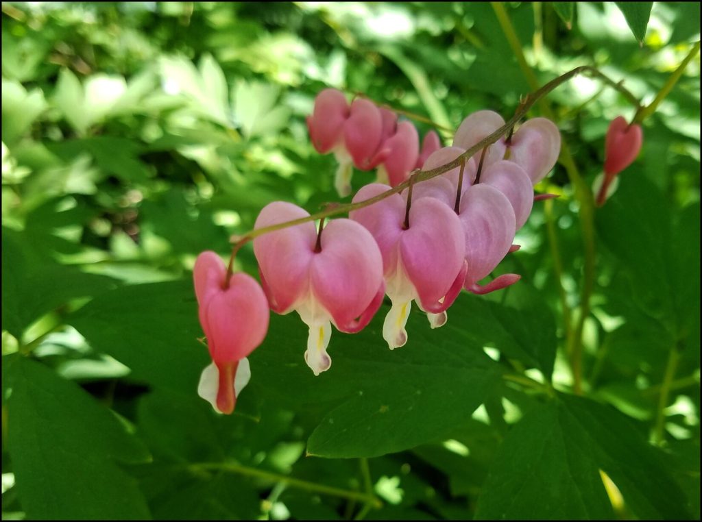 Lauritzen Gardens