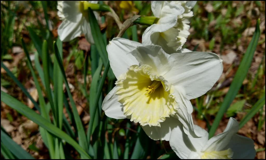 Daffodil Door County