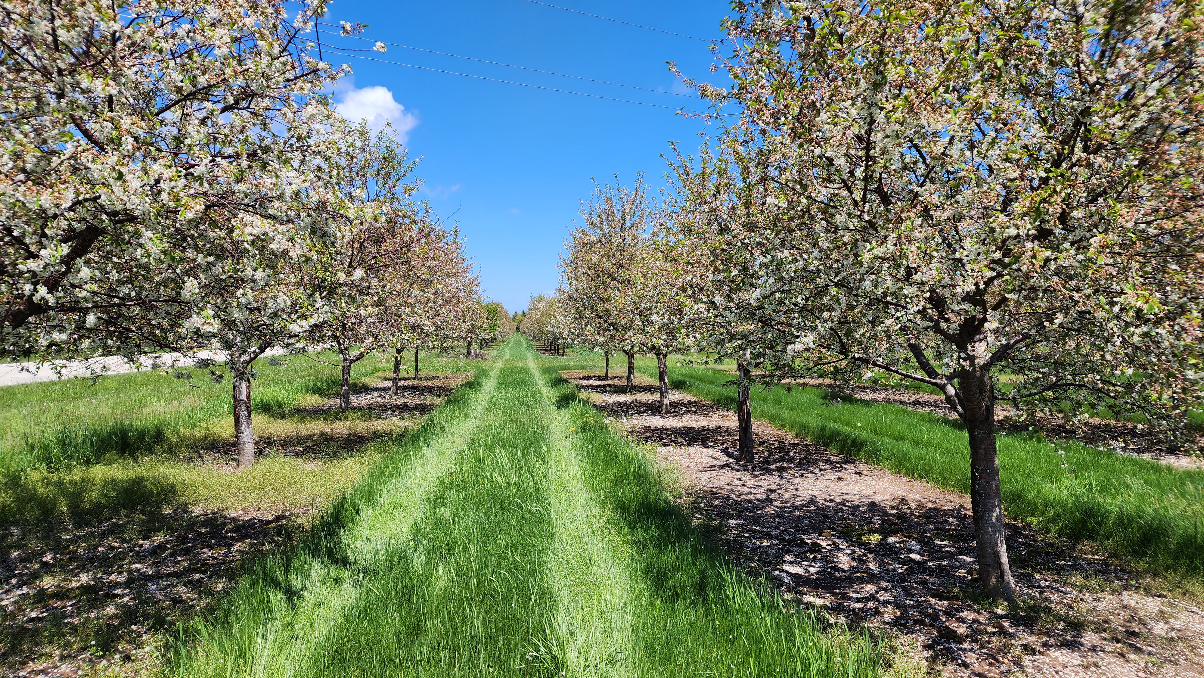 cherry trees