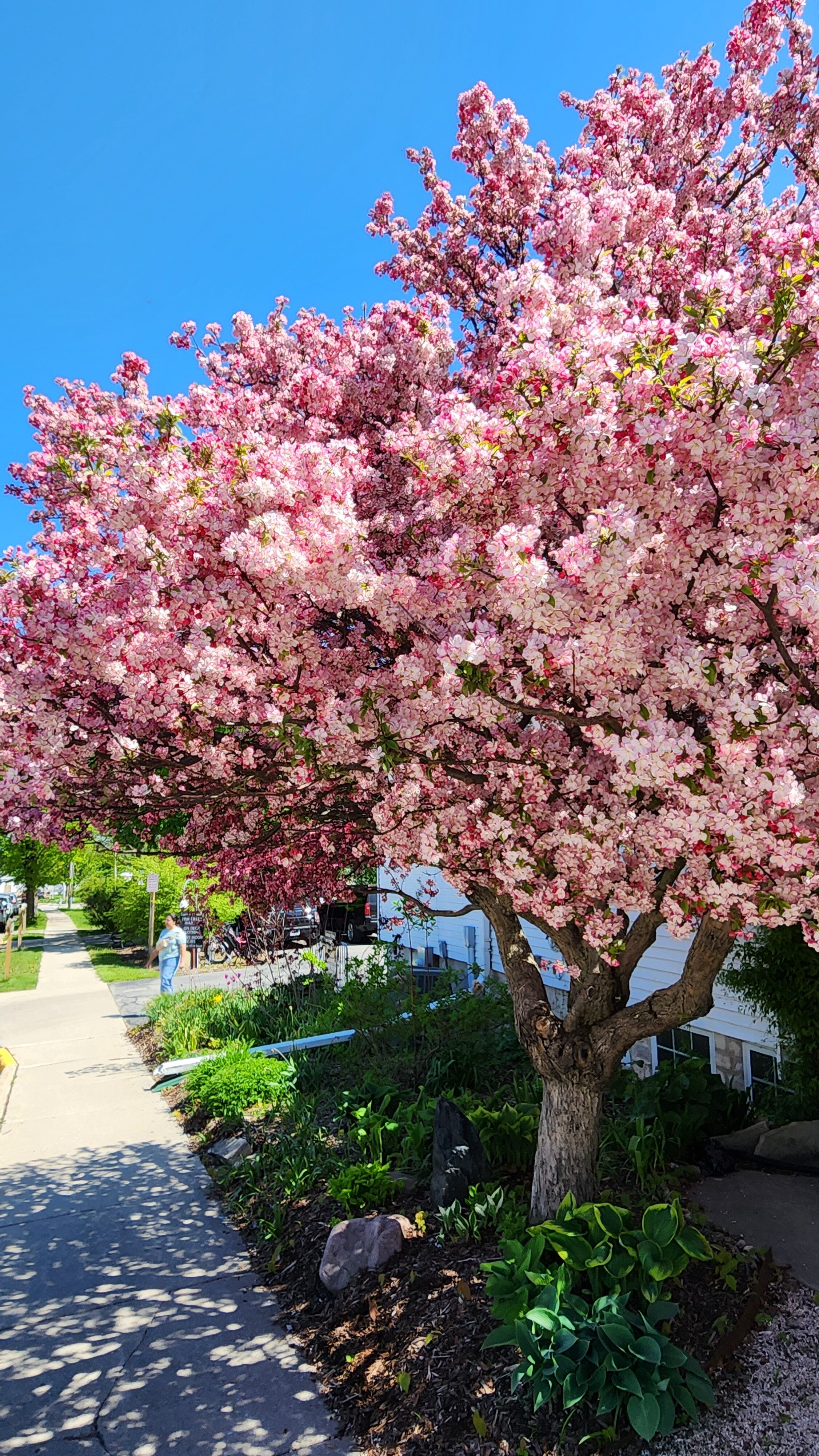 cherry tree