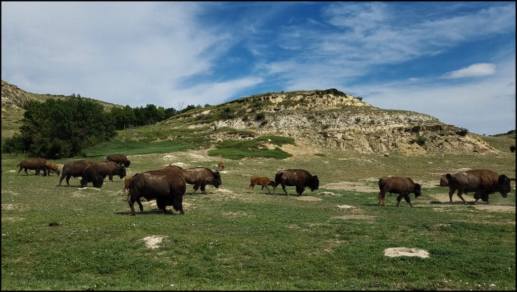 Bison Theodore Roosevelt National Park