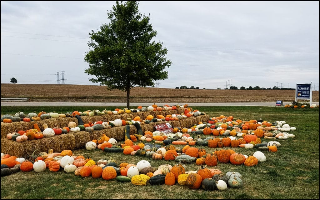 Pumpkins Gords Ackerman Farms