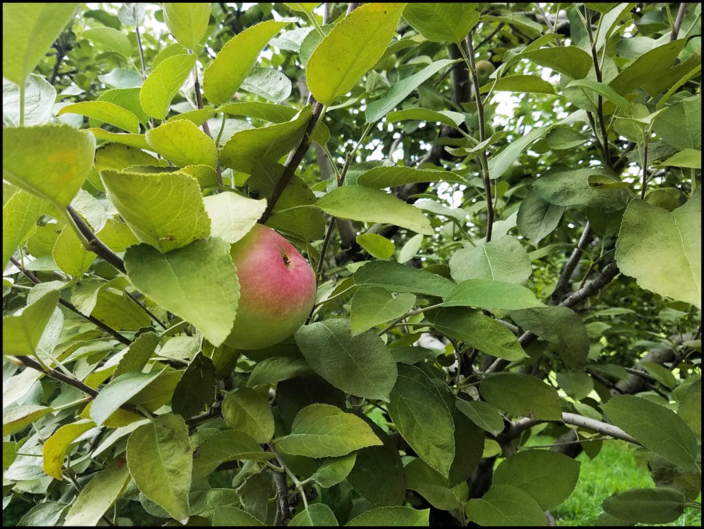 Dougherty apple orchard