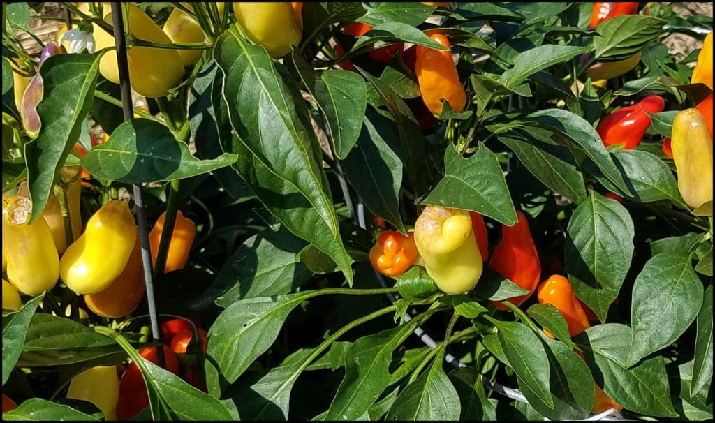 National Agricultural Center