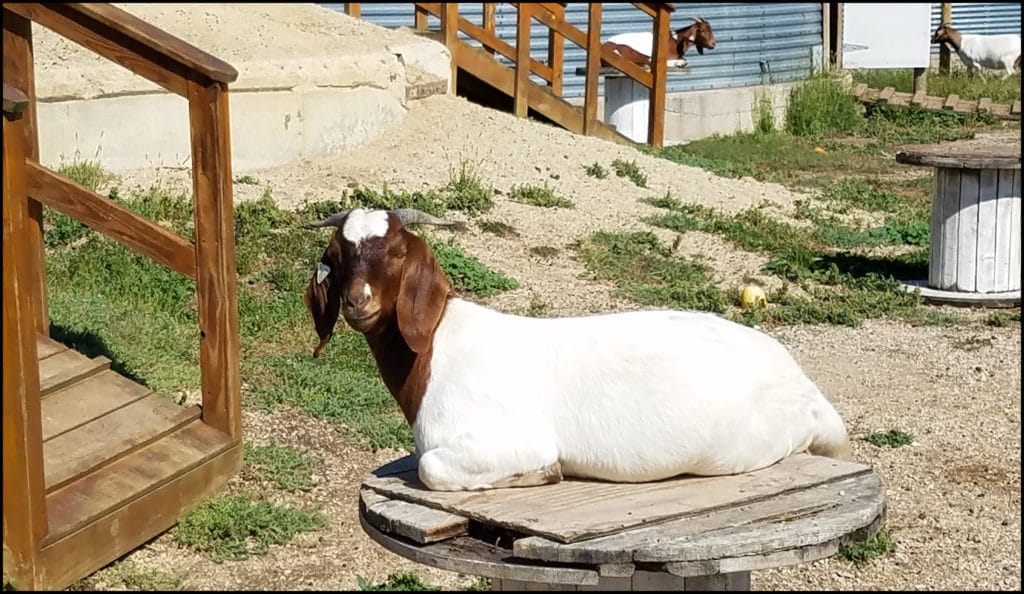 Goats Enchanted Acres