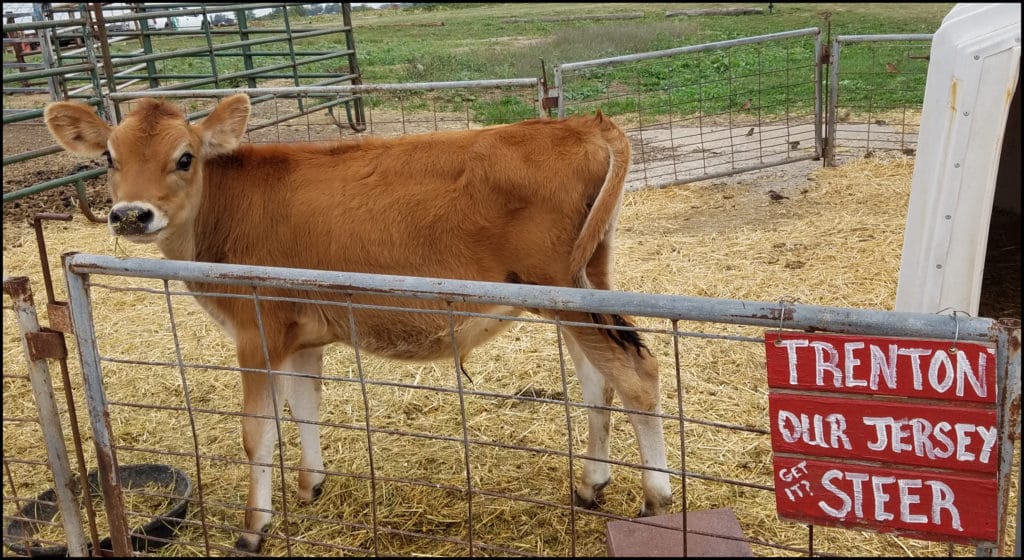 Jersey Steer Ackerman Farm