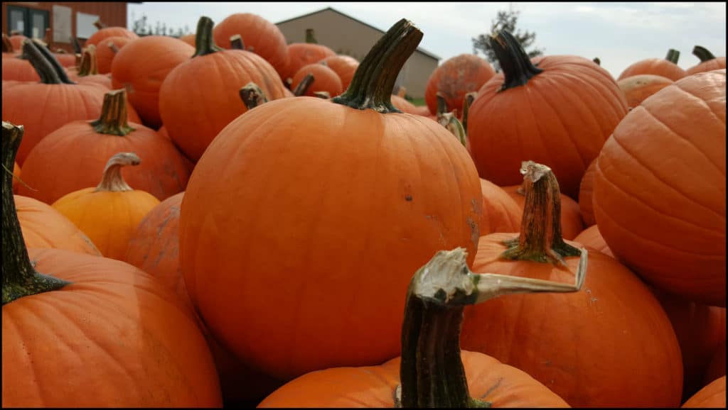 Pinters Pumpkins