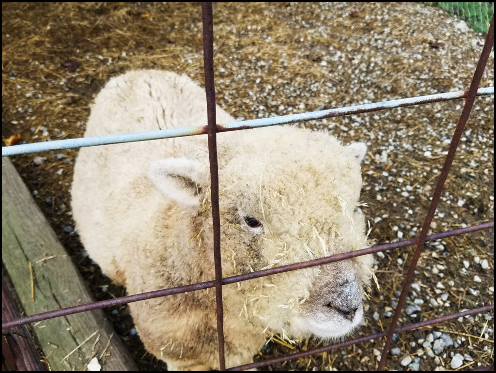 petting zoo Dougherty Orchard