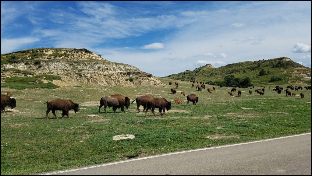 bison theodore roosevelt national park