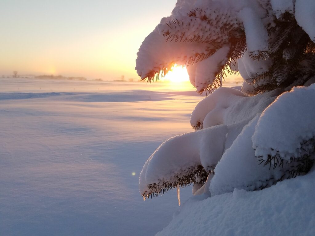 Evergreens and Iowa snow