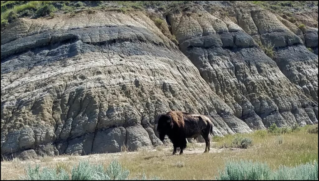 Bison Theodore Roosevelt Naitonal Park North Unit