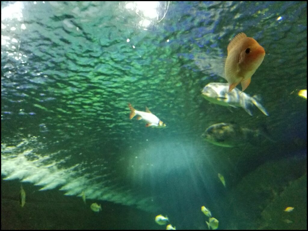 Aquarium Mall of America