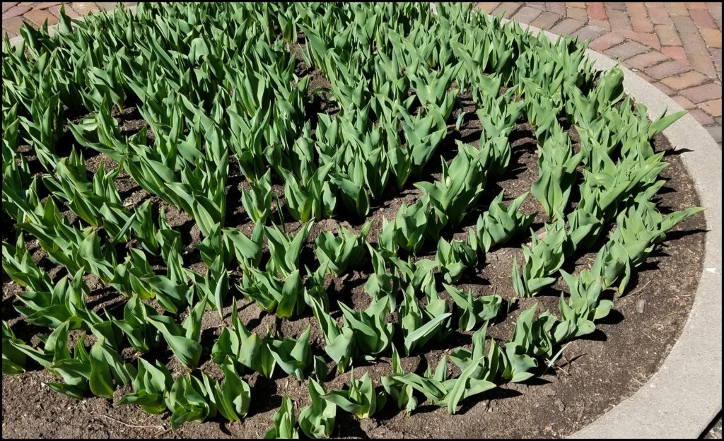 Green Tulips Pella