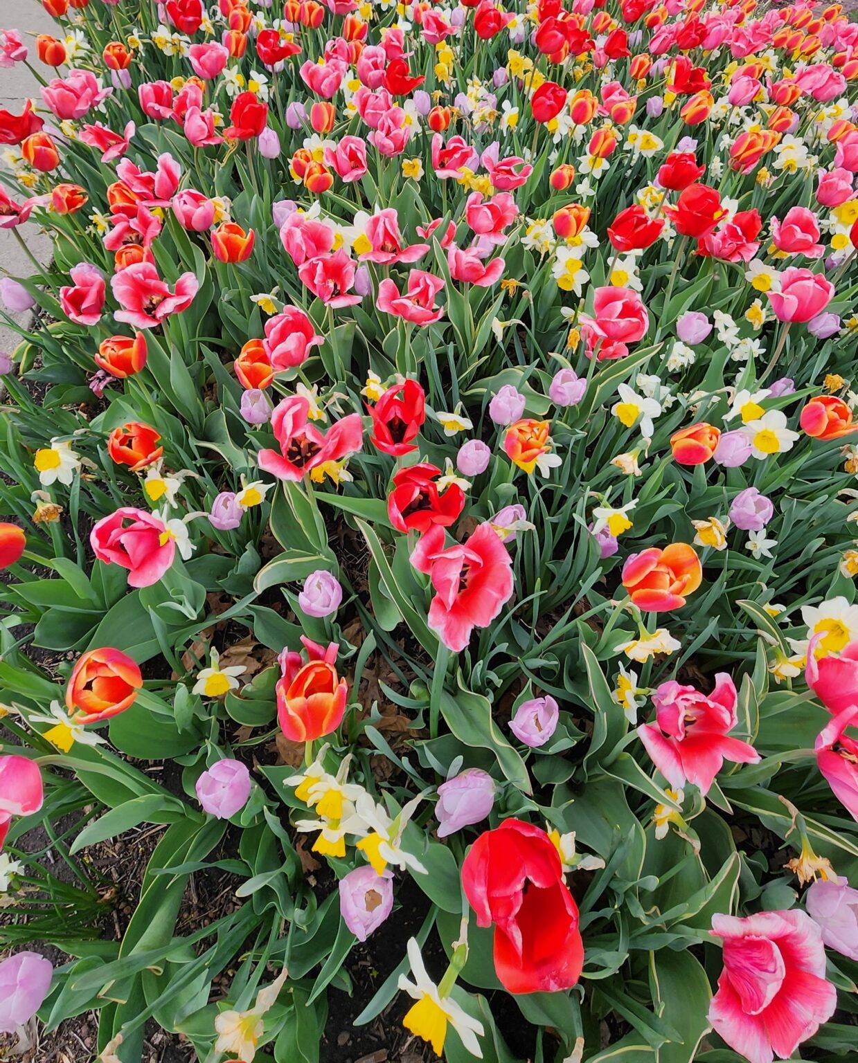 Tulip Festival Pella Iowa Brings Tulips Chocolate And Dutch Treats