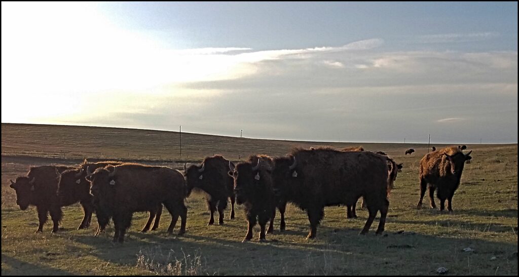 Buffalo Ranch Goodland Kansas