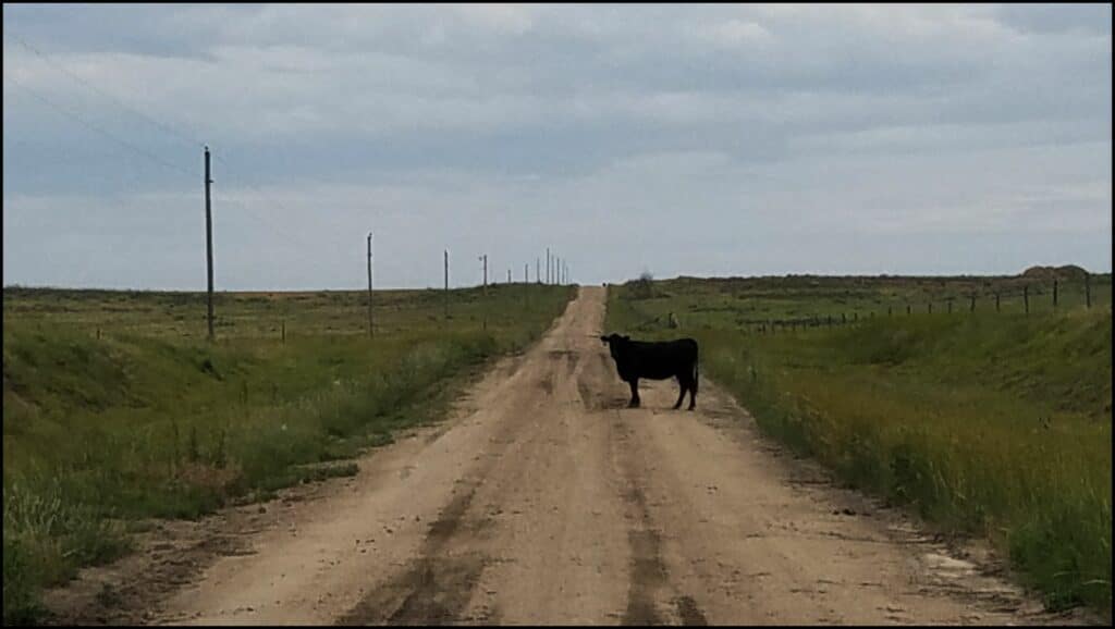 cow in road Kansas