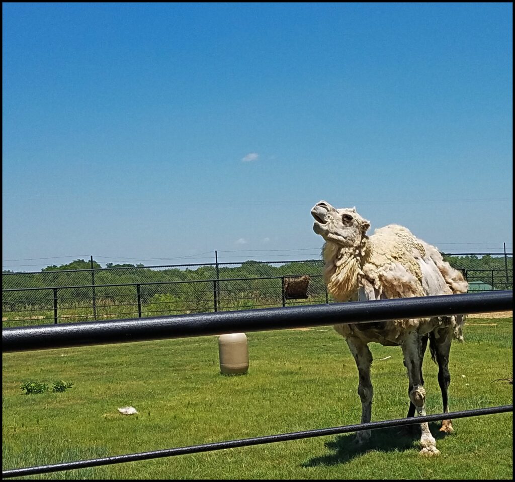 Rolling Hills Salina Zoo