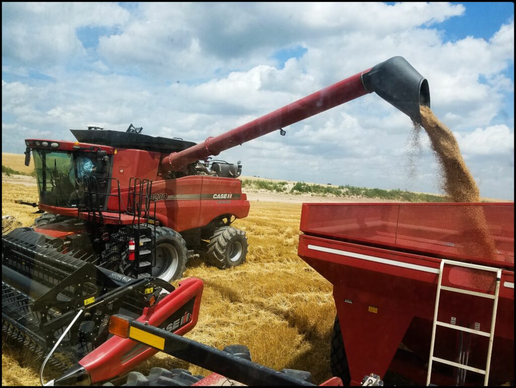 Hays Kansas wheat harvest