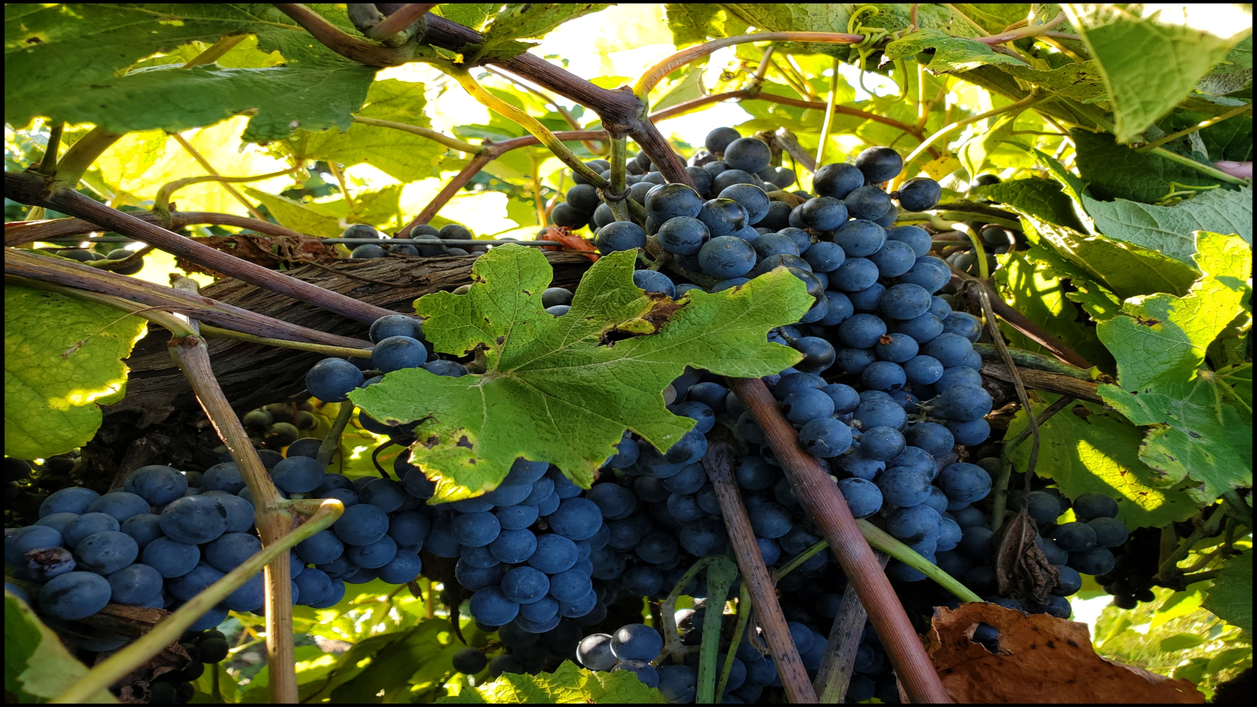 Grapes on vine