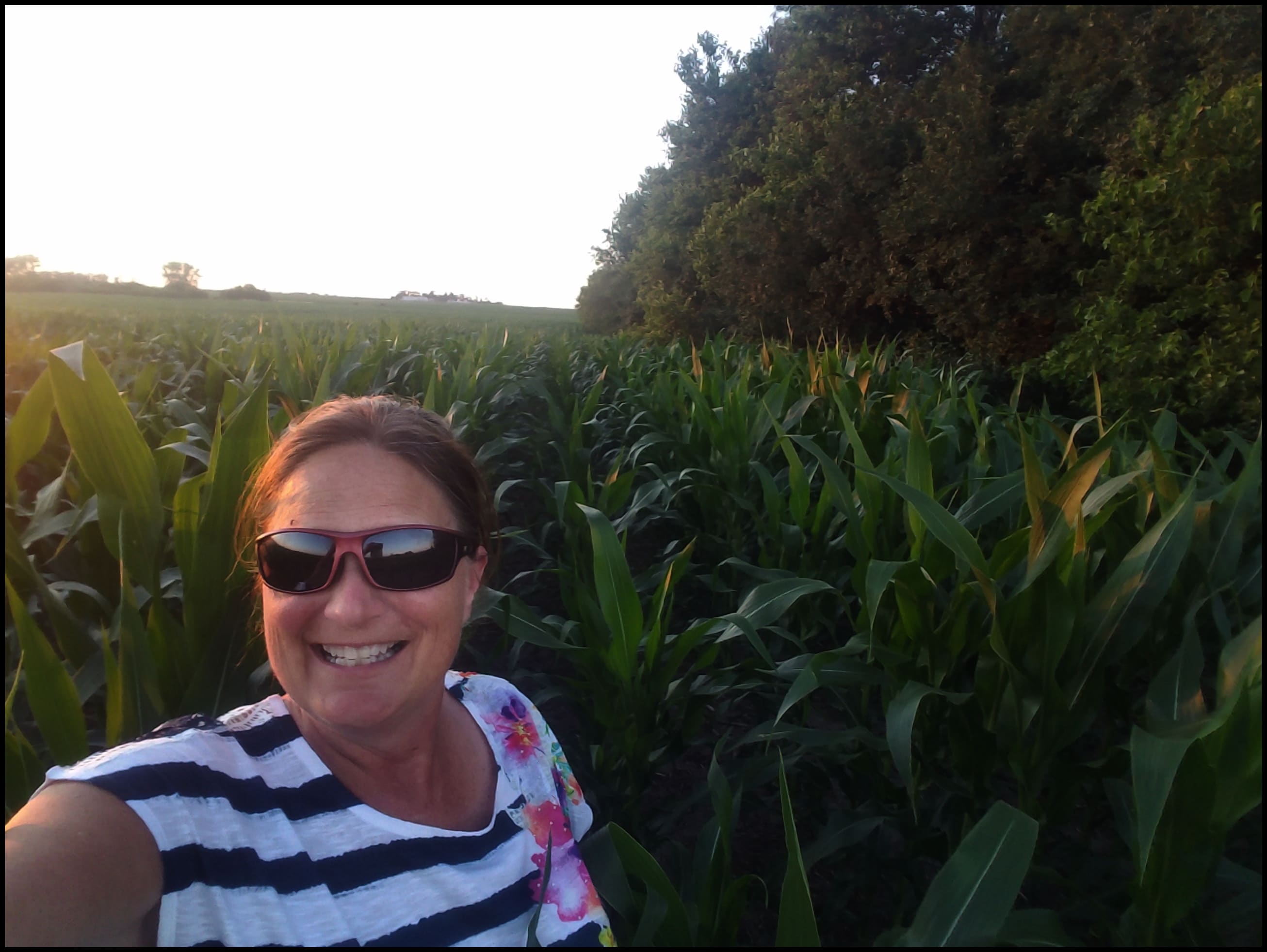 Iowa Cornfield