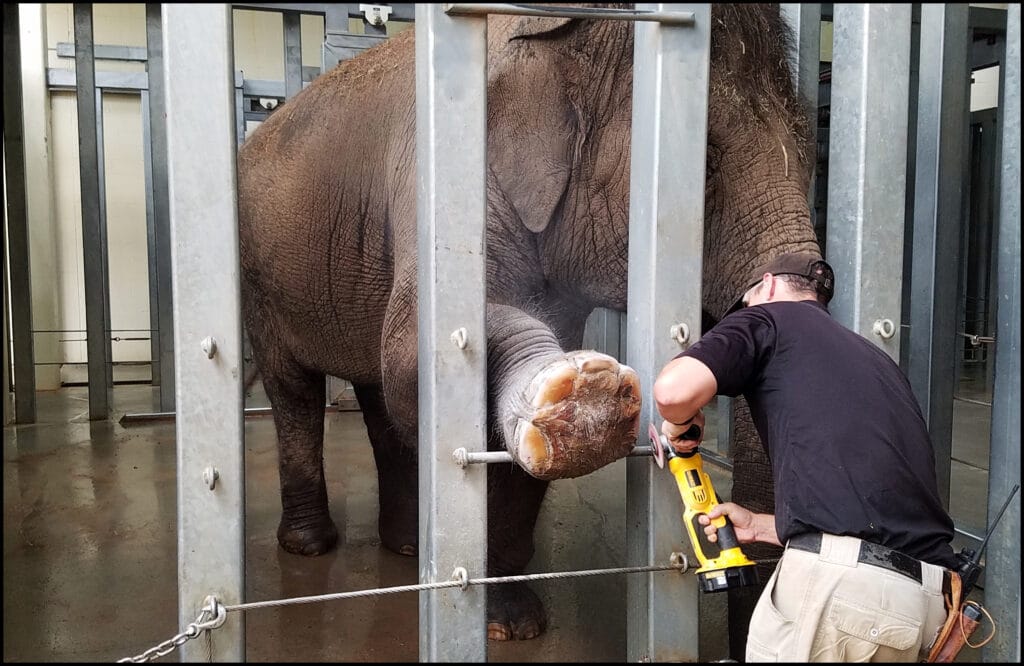 Elephant Manicure OKC Zoo