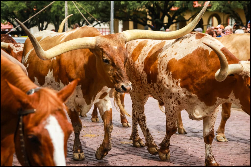 Fort Worth Stockyards