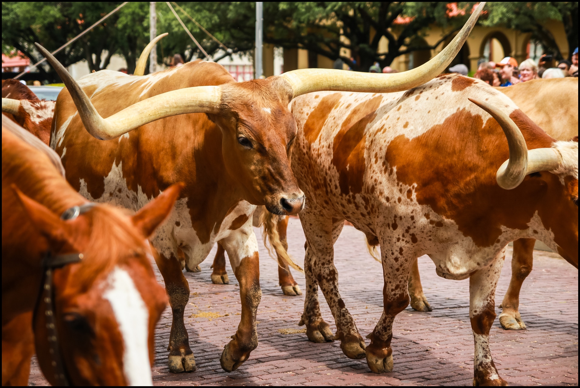 Things To Do In Fort Worth Texas Where Cowboys And Culture Thrive