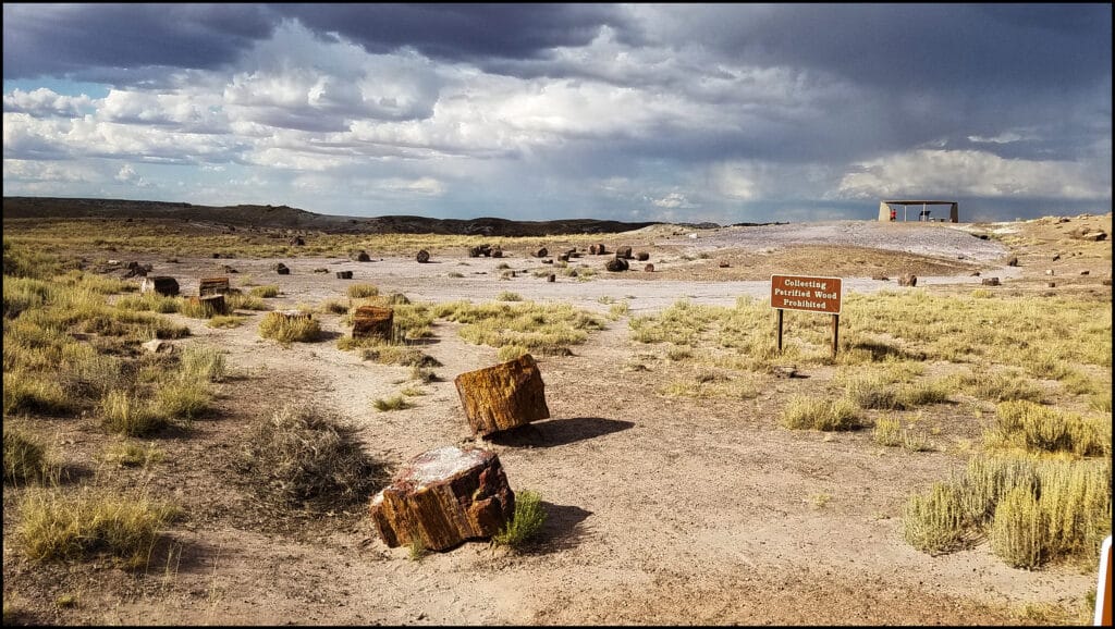 petrified wood Arizona