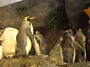 Penguins at St Louis Zoo Midwest Spring Break