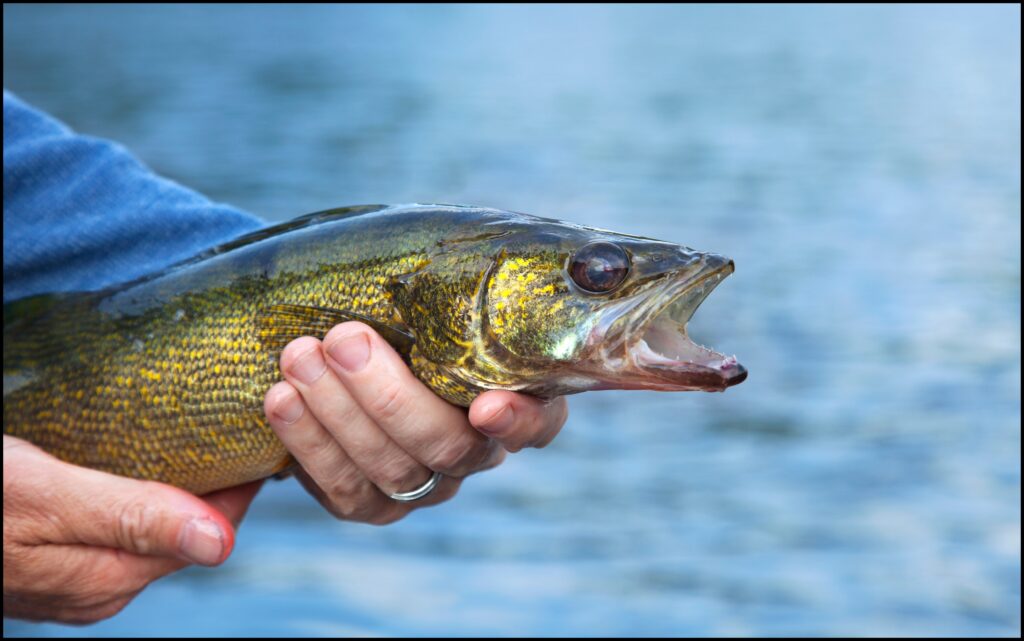 walleye lake millacs minnesota