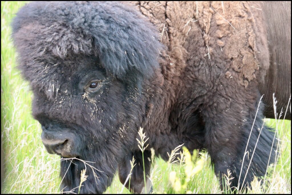 Bison