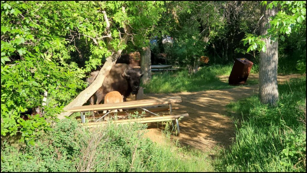 picnic area 