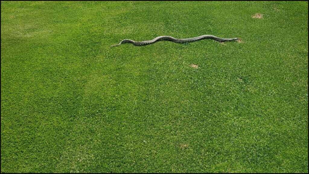 Snake on Golf Course