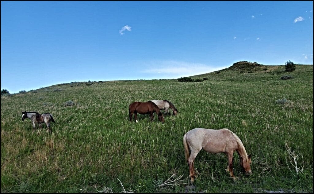 horses national park