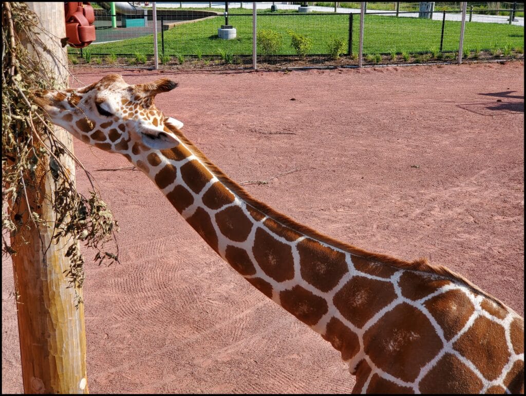 Giraffe