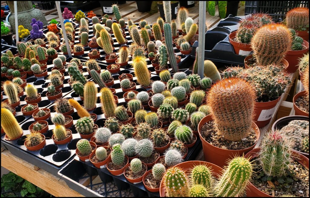 cacti Colonial Gardens