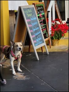 dog in restaurant