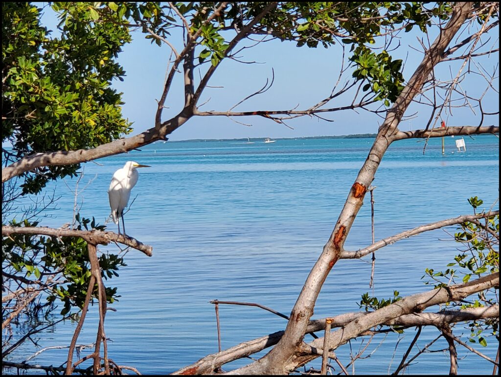 Birding at Robbies best place to stay in Florida Keys