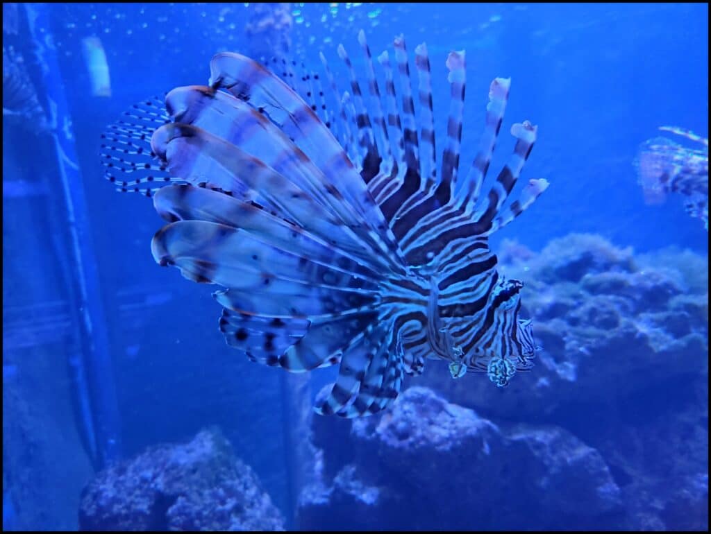 aquarium things to do in Key west