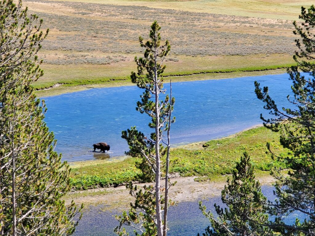 Bison Yellowstone