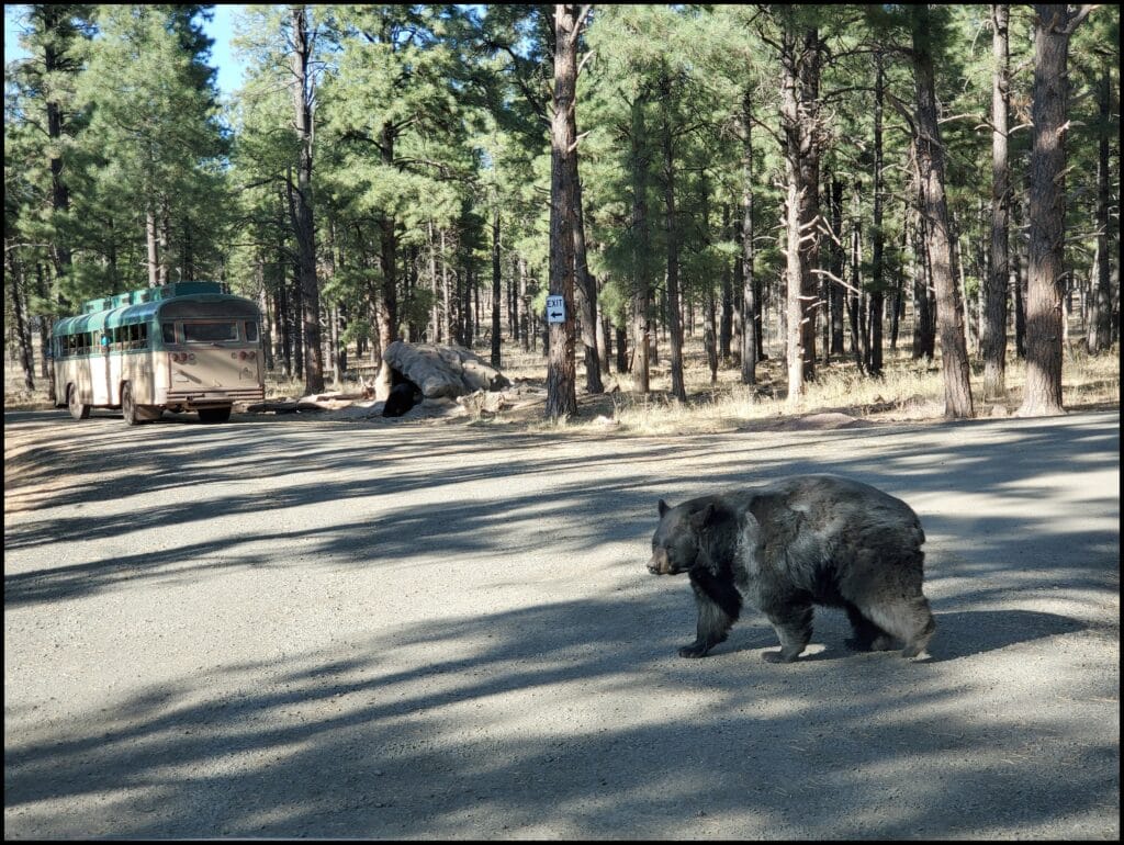 bear in bearizona arizona