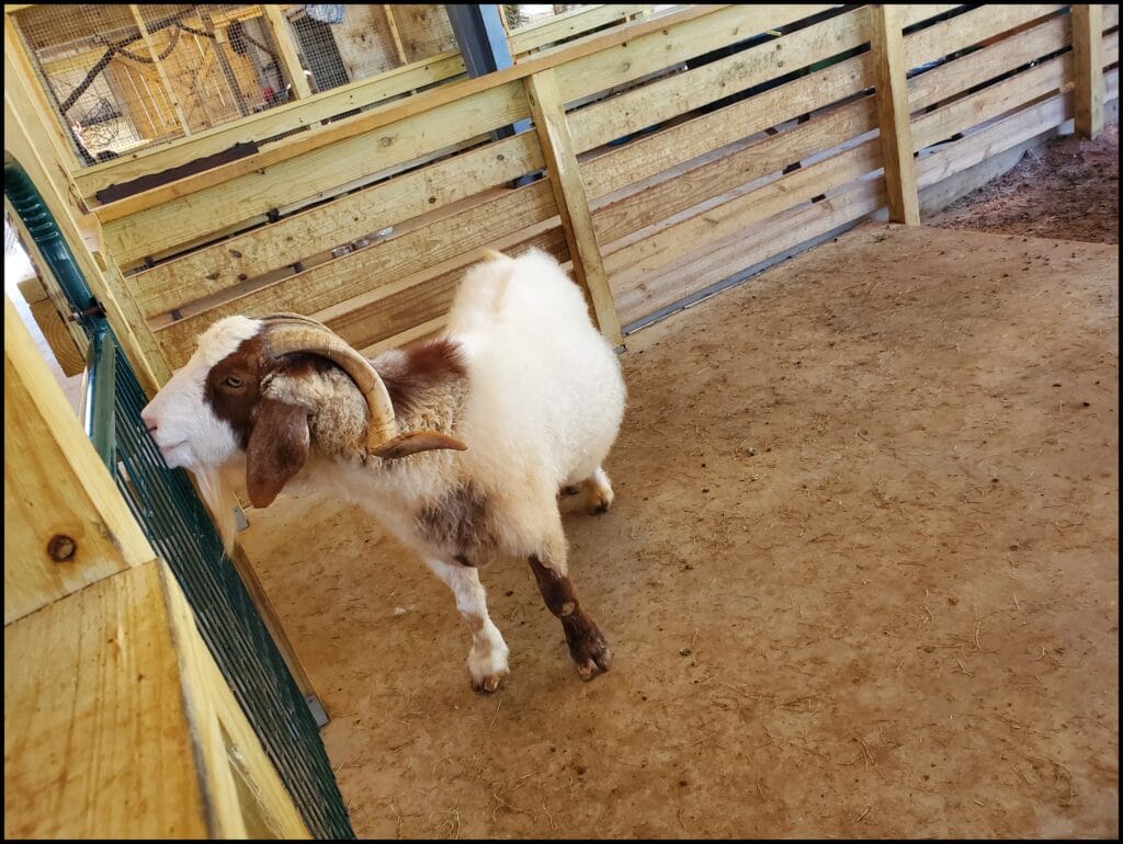 goat alabama zoo