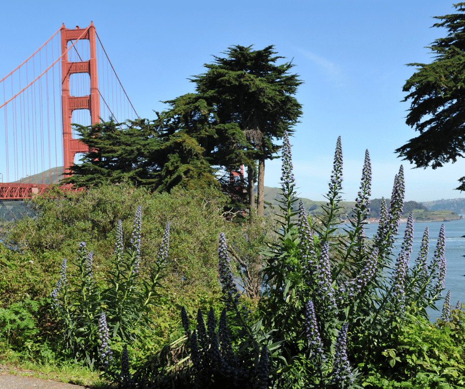 Golden Gate Park