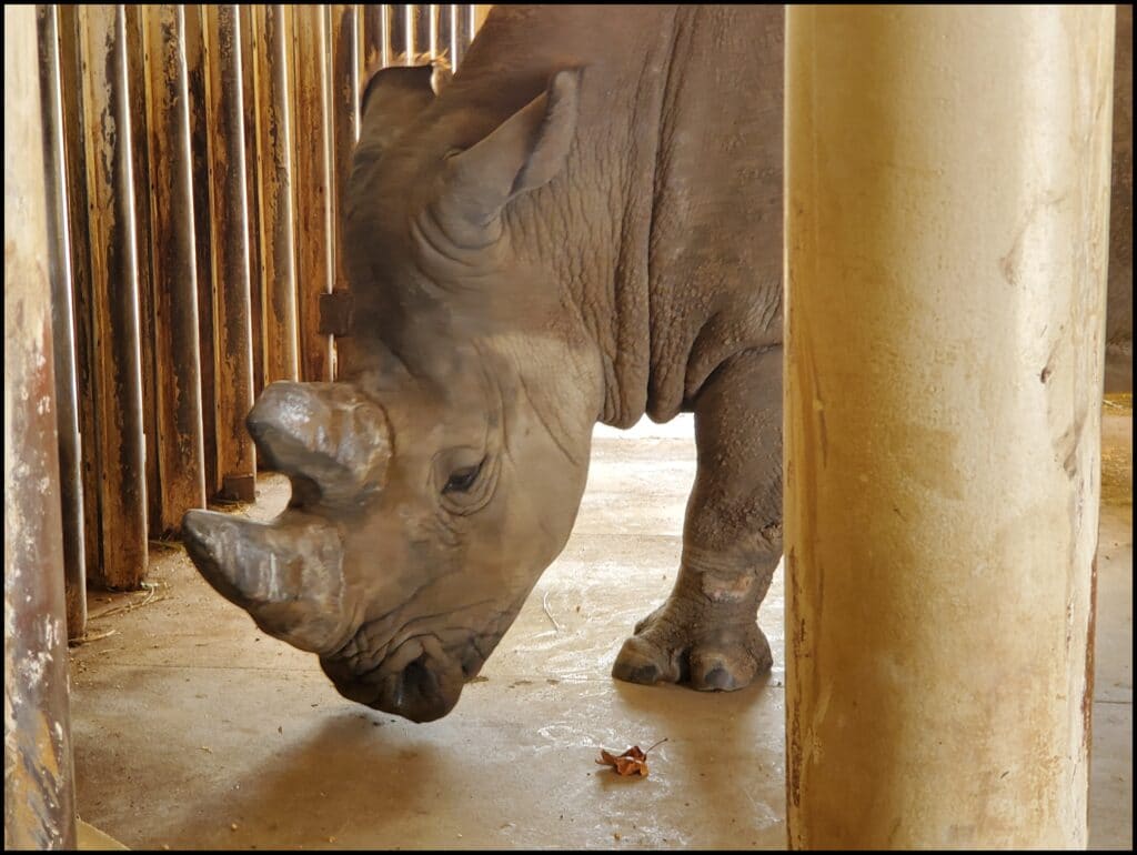 rhino salina zoo