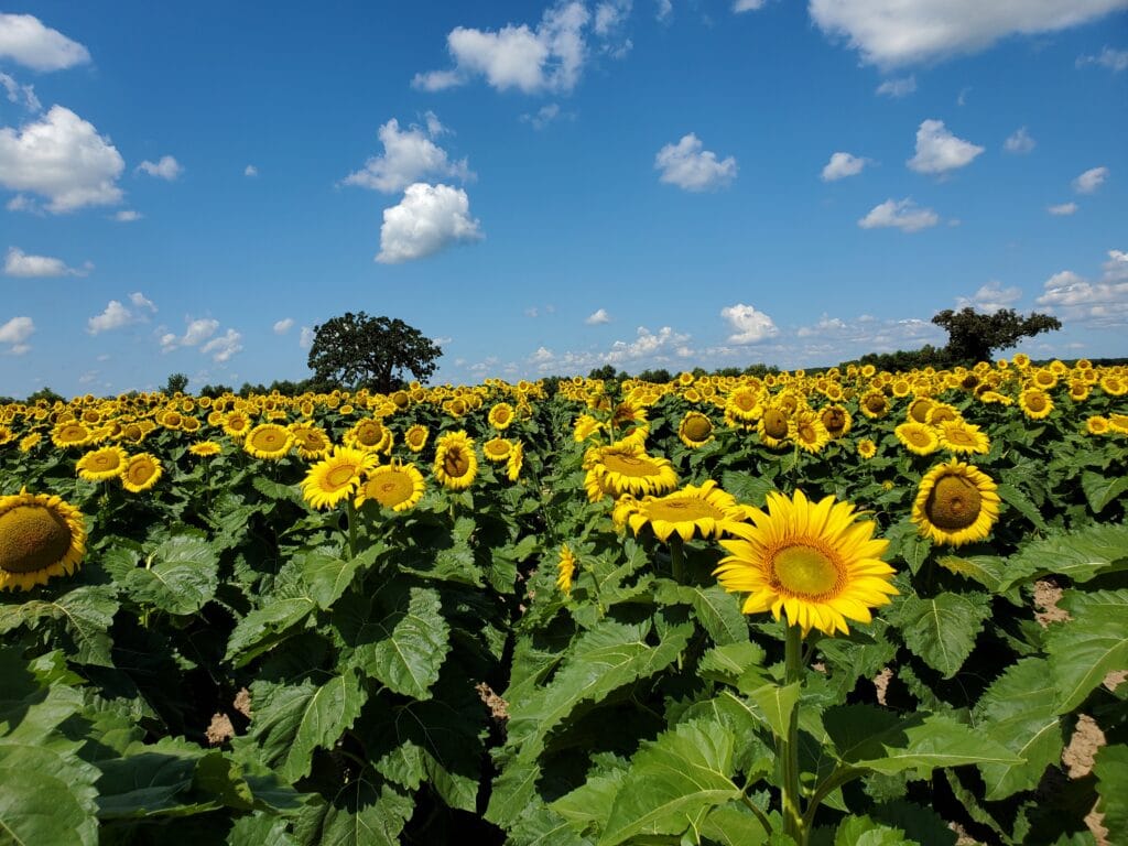 sunflower field illinois
