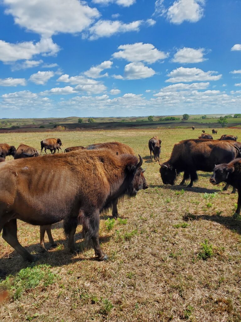 Kansas bison