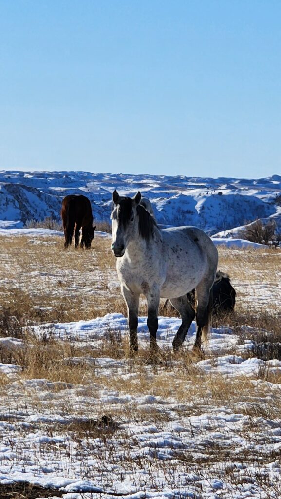 theodore roosevelt national park winter