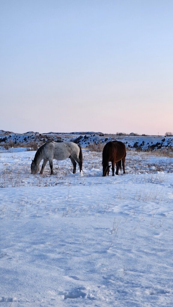 theodore roosevelt national park winter