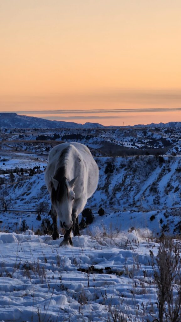 theodore roosevelt national park winter