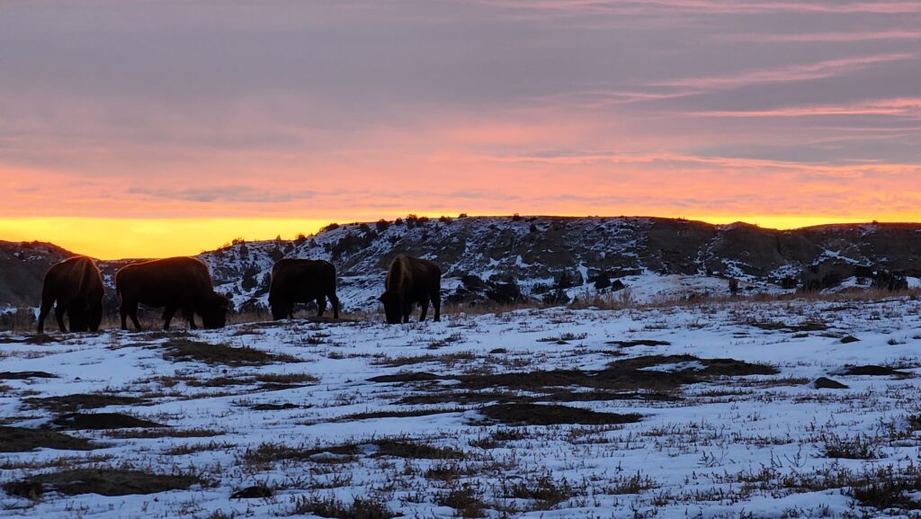 theodore roosevelt national park winter